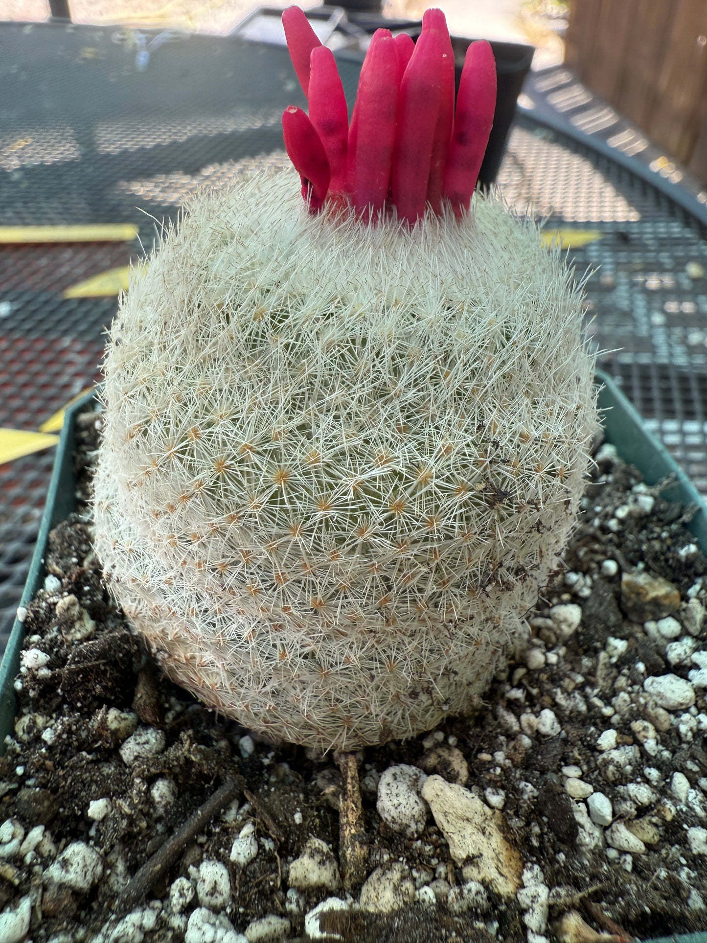 Epithelantha micromeres large 1727