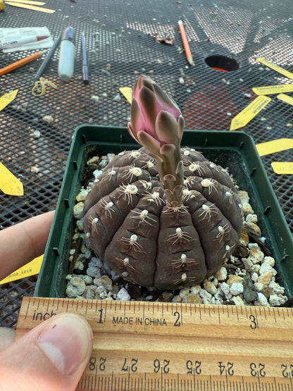 Gymnocalycium ragonesei rare pink flower hybrid large in 4 inch pot 1766