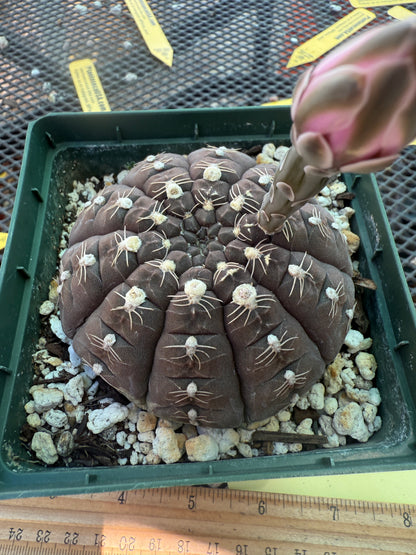 Gymnocalycium ragonesei rare pink flower hybrid large in 4 inch pot 1766