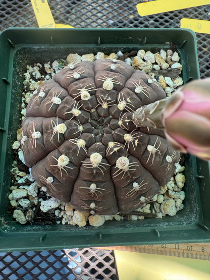 Gymnocalycium ragonesei rare pink flower hybrid large in 4 inch pot 1766