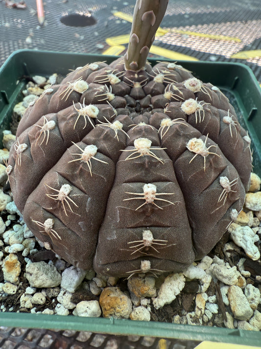 Gymnocalycium ragonesei rare pink flower hybrid large in 4 inch pot 1766