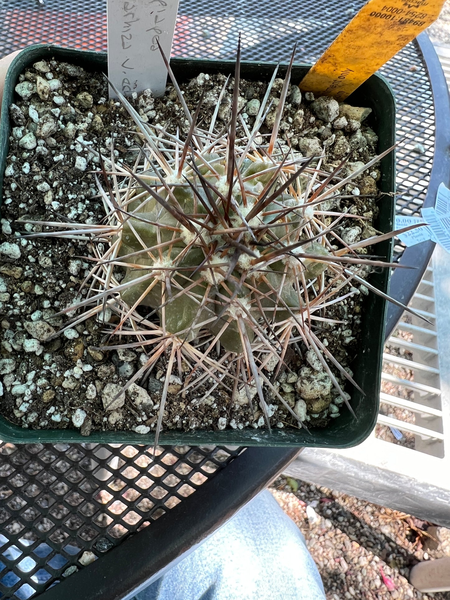 Copiapoa megarhiza cactus in 4.25 inch pot #3