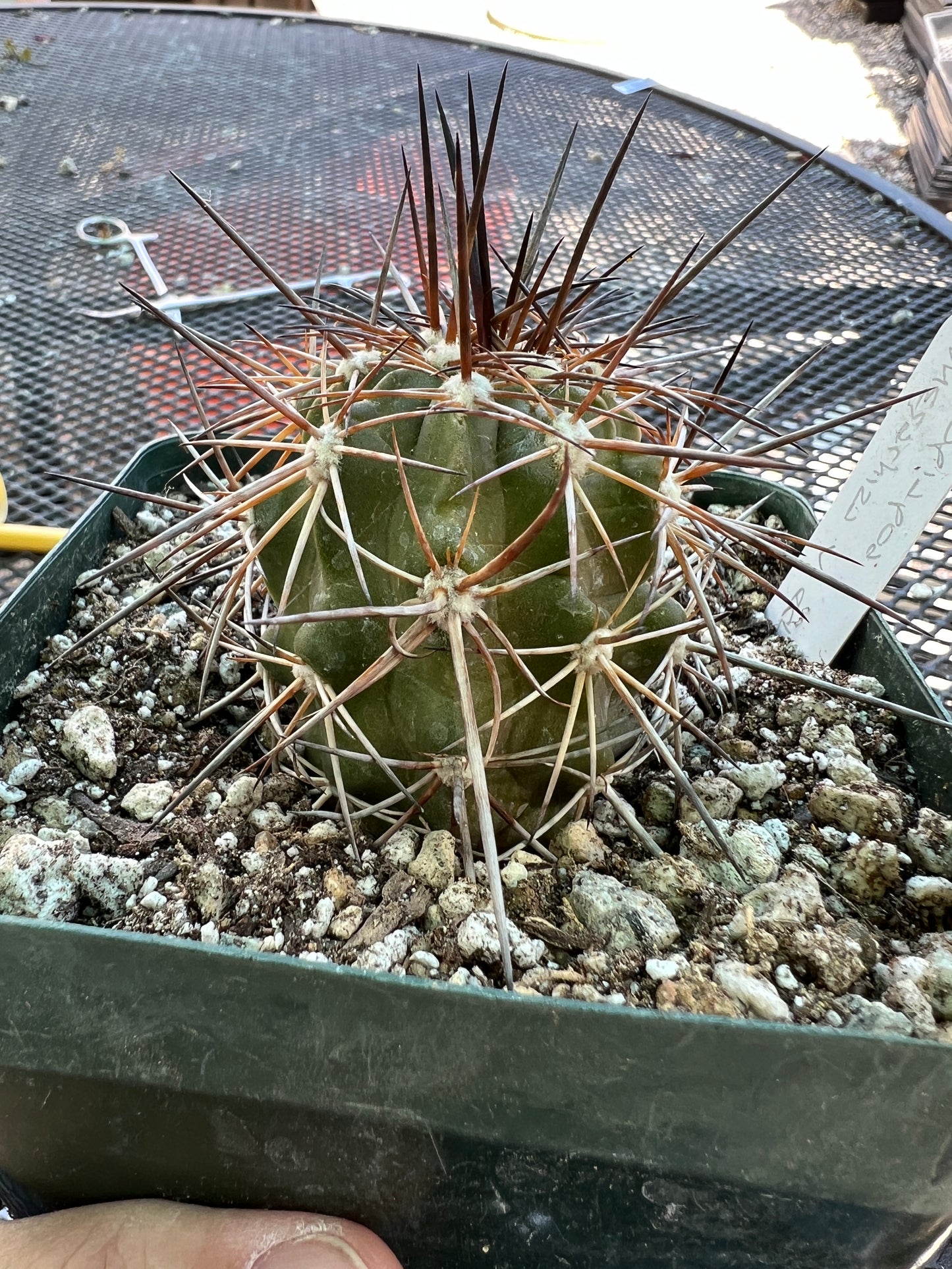 Copiapoa megarhiza cactus in 4.25 inch pot #3