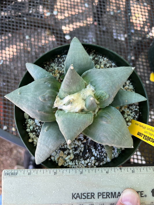 Ariocarpus retusus cauliflower cactus in 6 inch pot D479