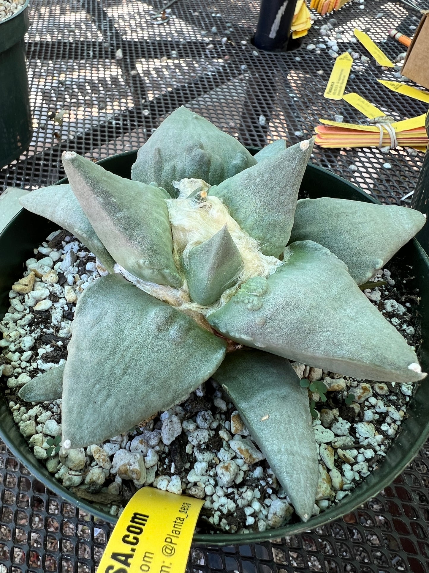 Ariocarpus retusus cauliflower cactus in 6 inch pot D479