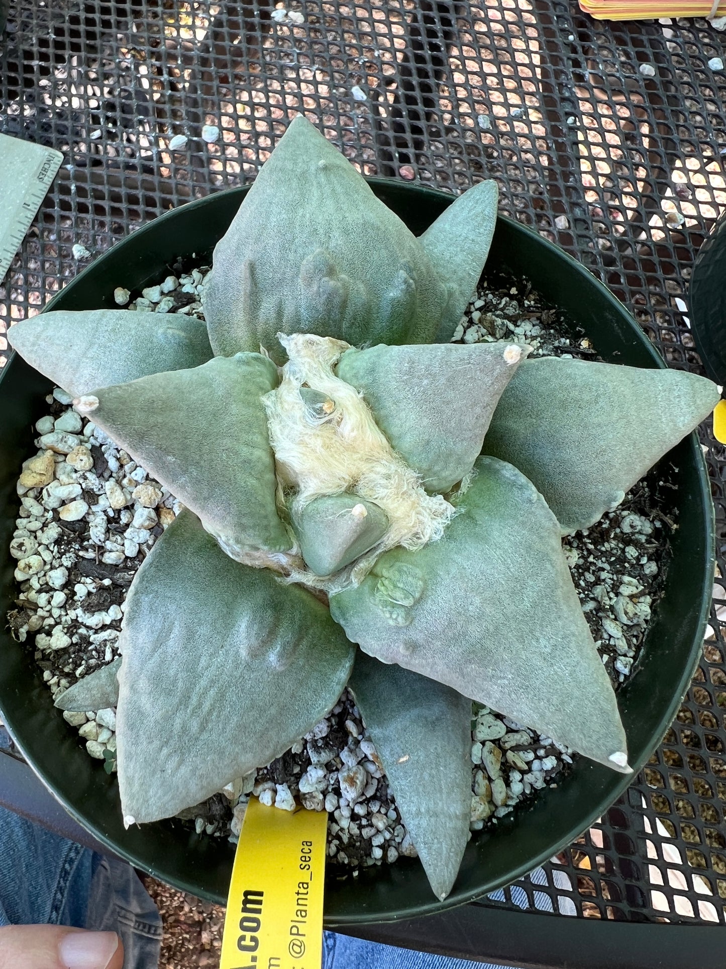 Ariocarpus retusus cauliflower cactus in 6 inch pot D479