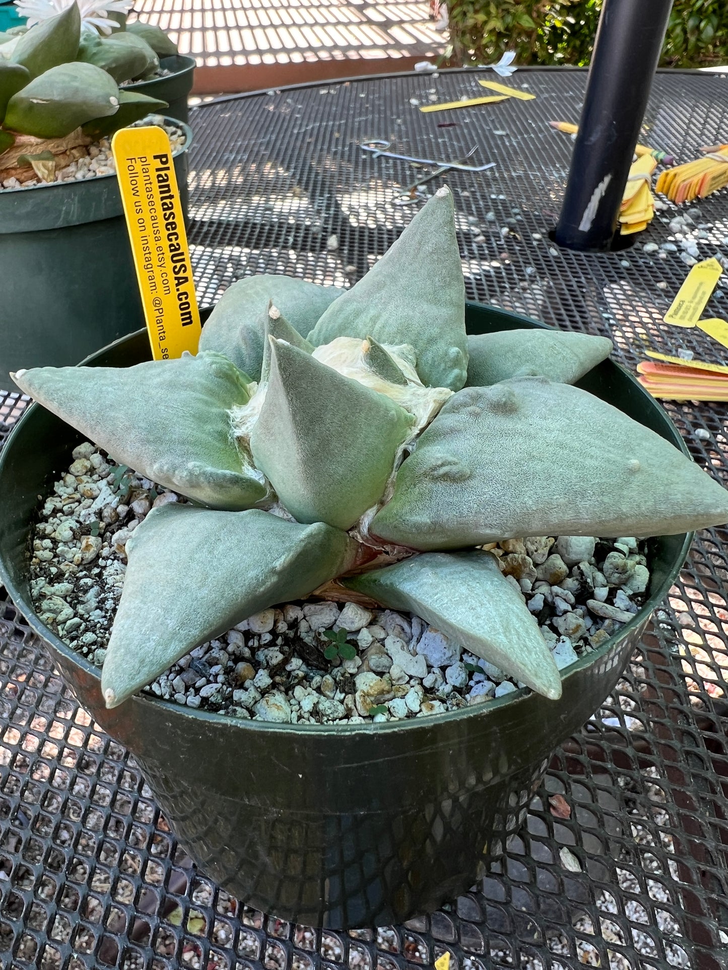 Ariocarpus retusus cauliflower cactus in 6 inch pot D479