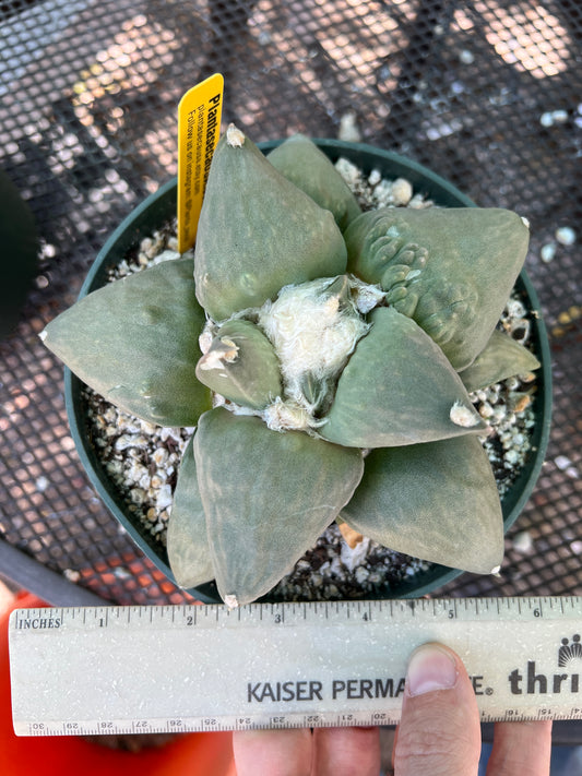 Ariocarpus retusus cauliflower cactus overgrowing 6 inch pot now in 7 inch pot