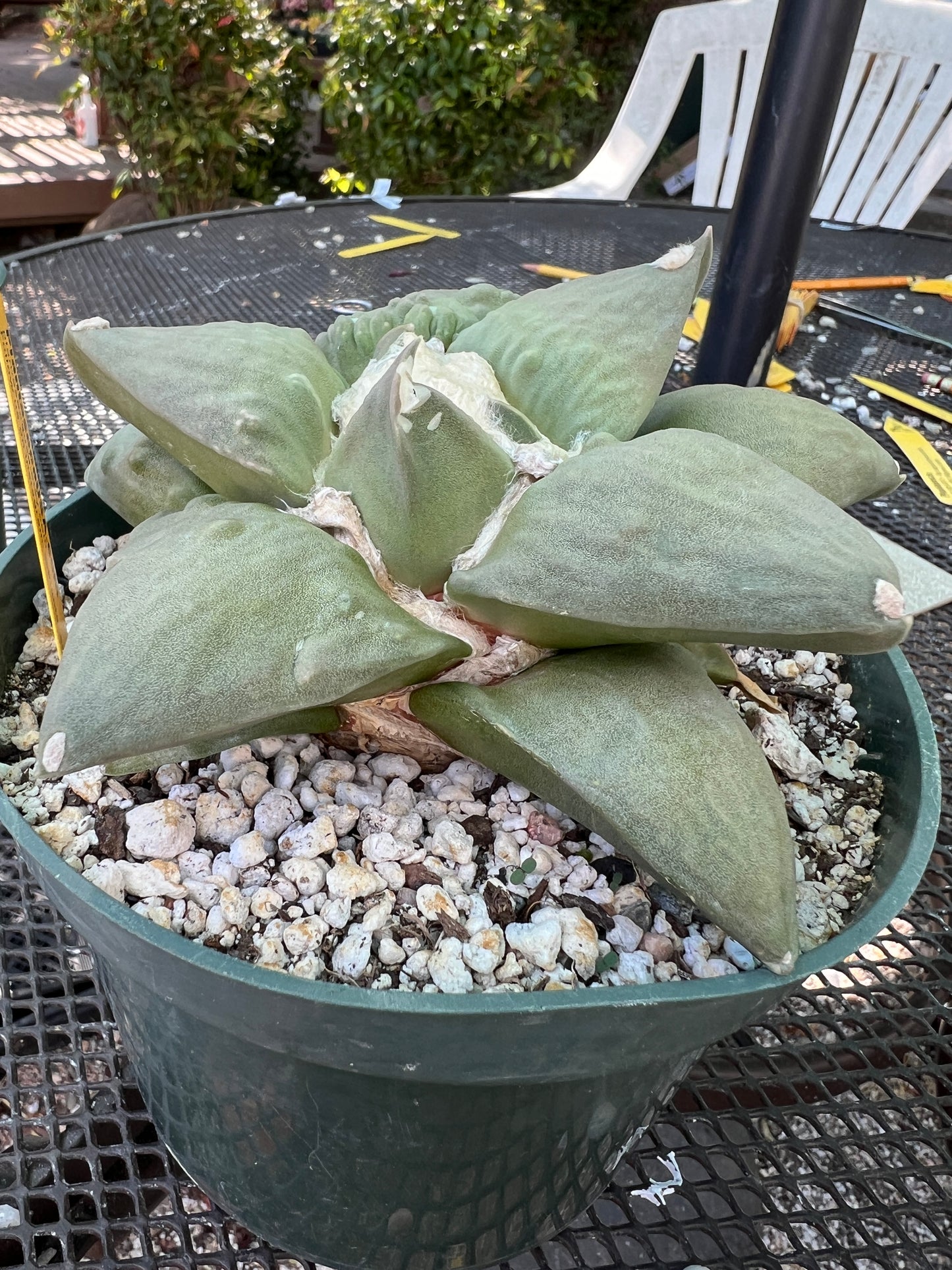 Ariocarpus retusus cauliflower cactus overgrowing 6 inch pot now in 7 inch pot