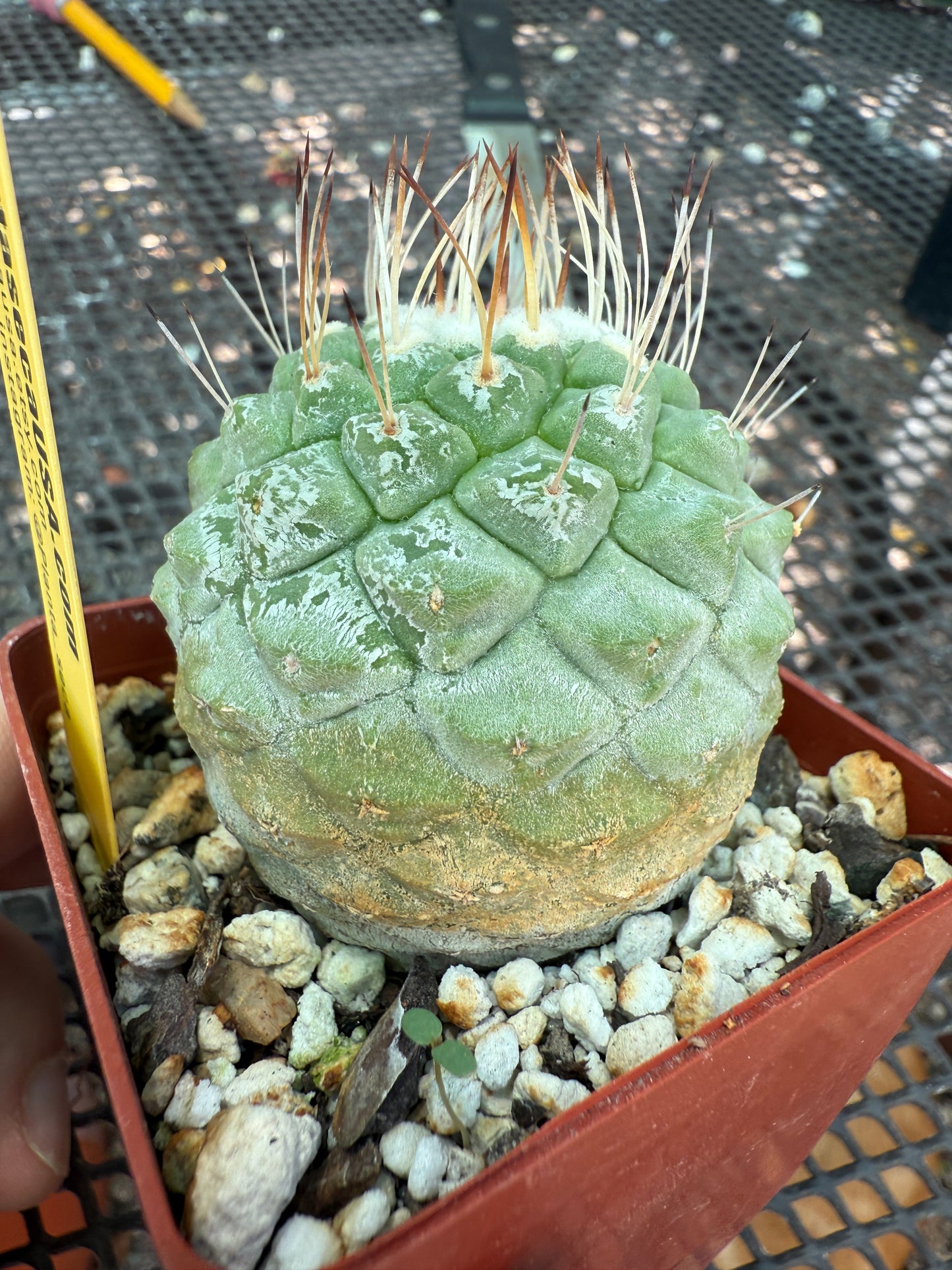 Strombocactus disciformis large 249