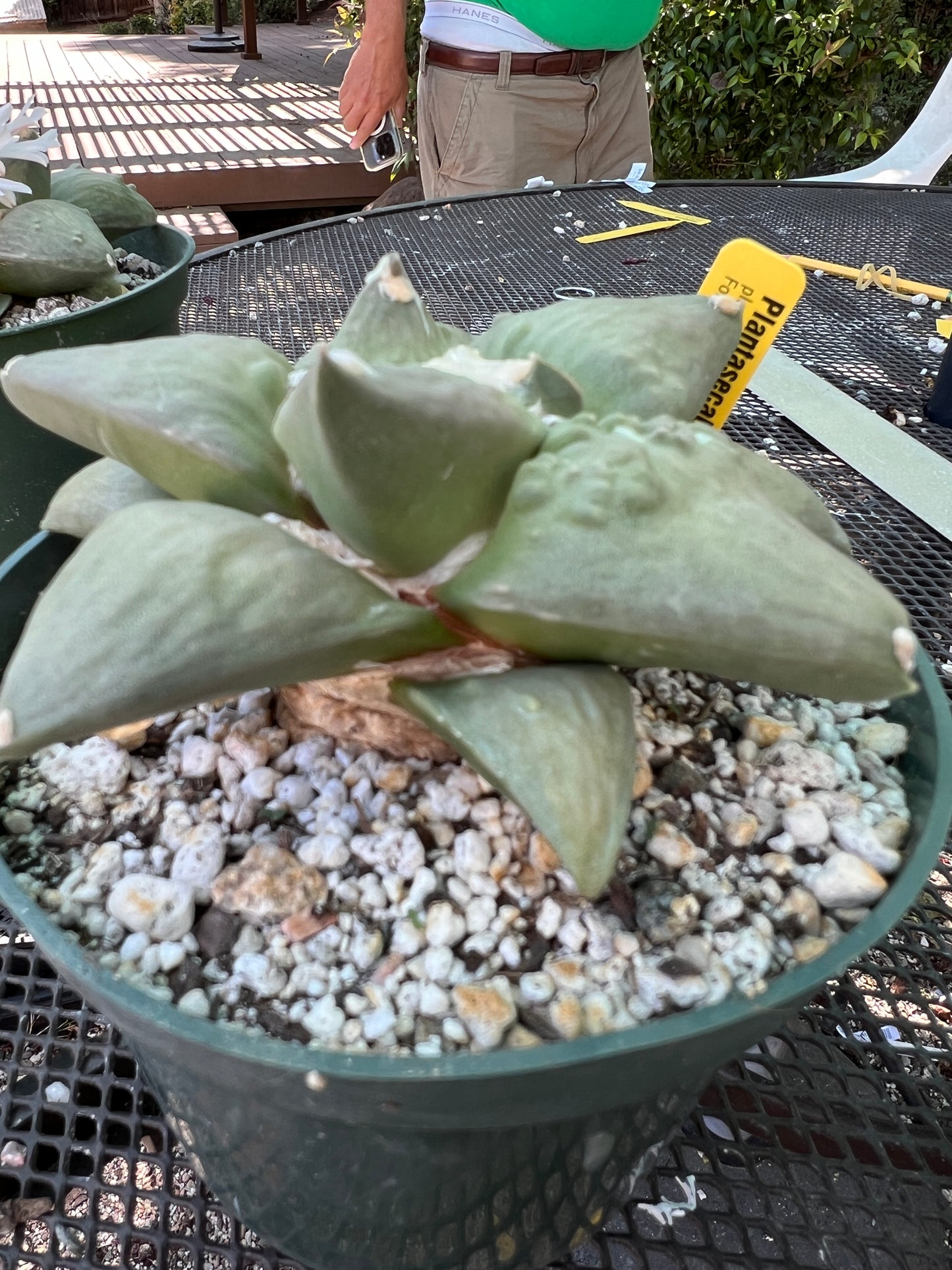 Ariocarpus retusus cauliflower cactus overgrowing 6 inch pot now in 7 inch pot