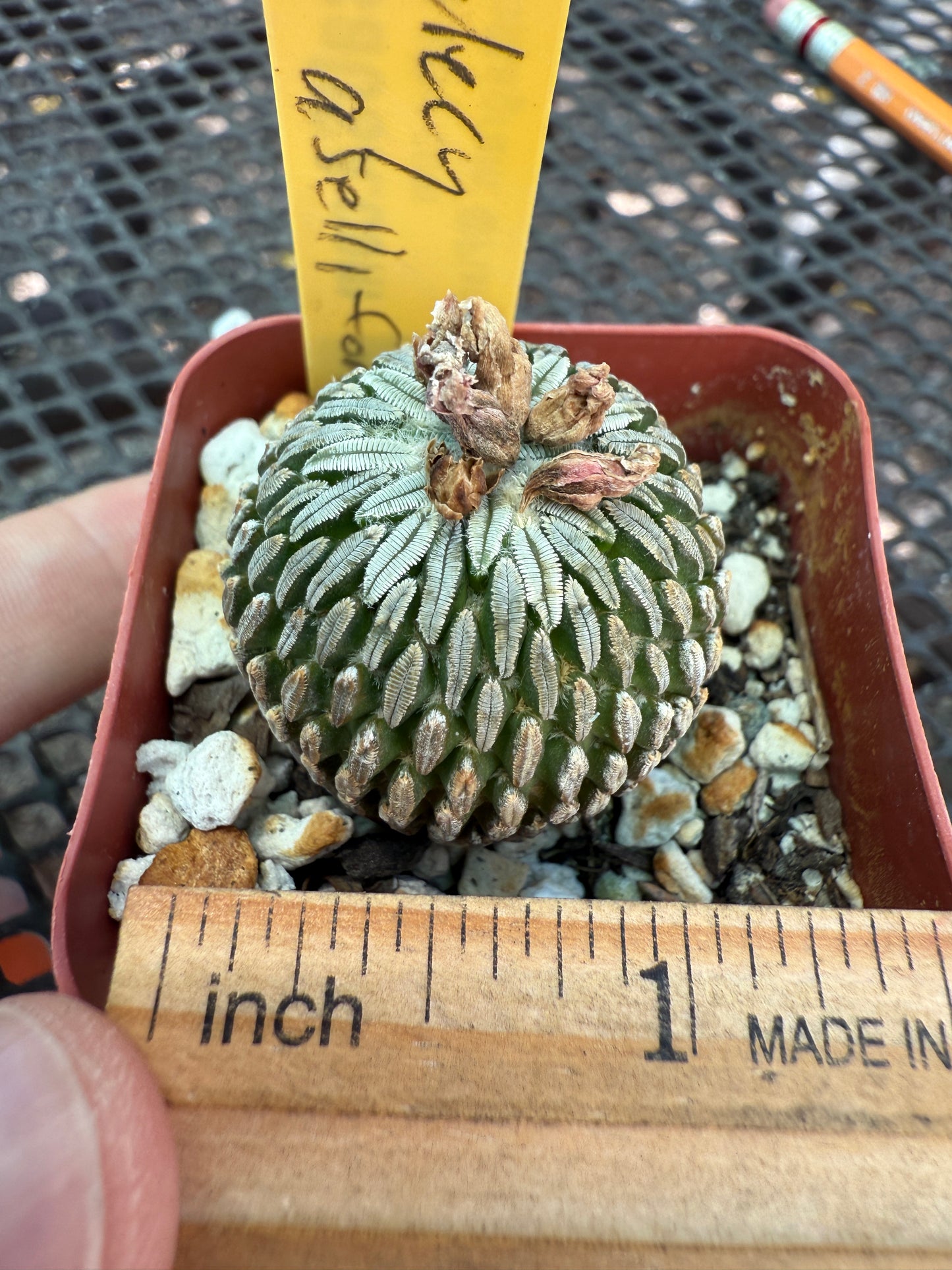 Pelecyphora asseliformis rare cactus 093