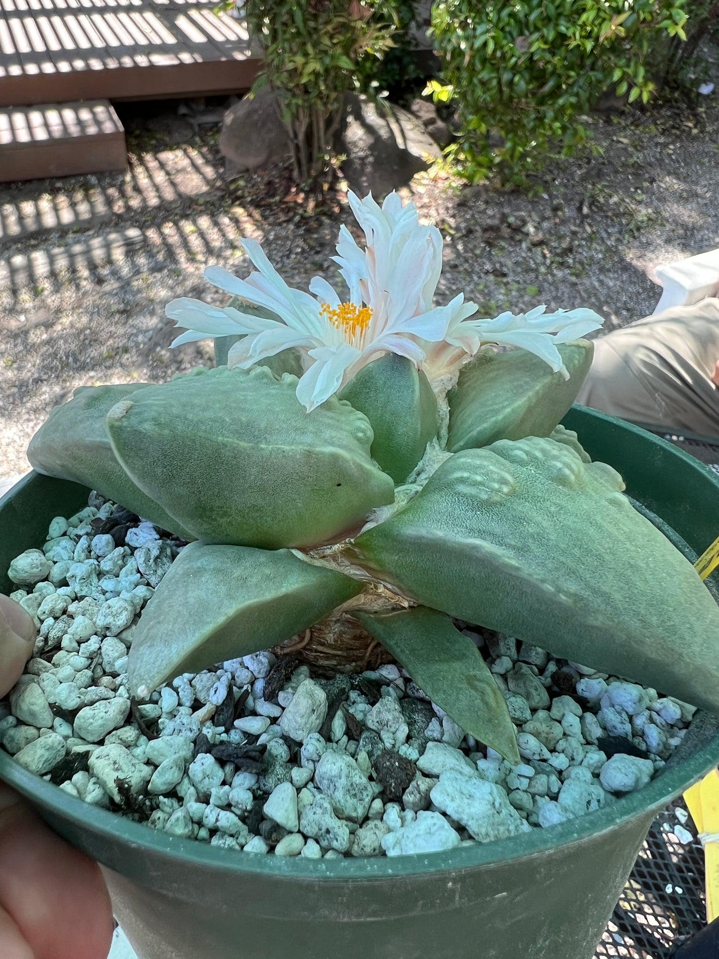 Ariocarpus retusus cauliflower cactus in 6 inch pot