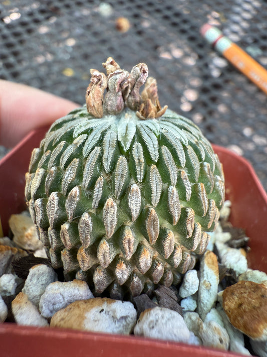 Pelecyphora asseliformis rare cactus 093