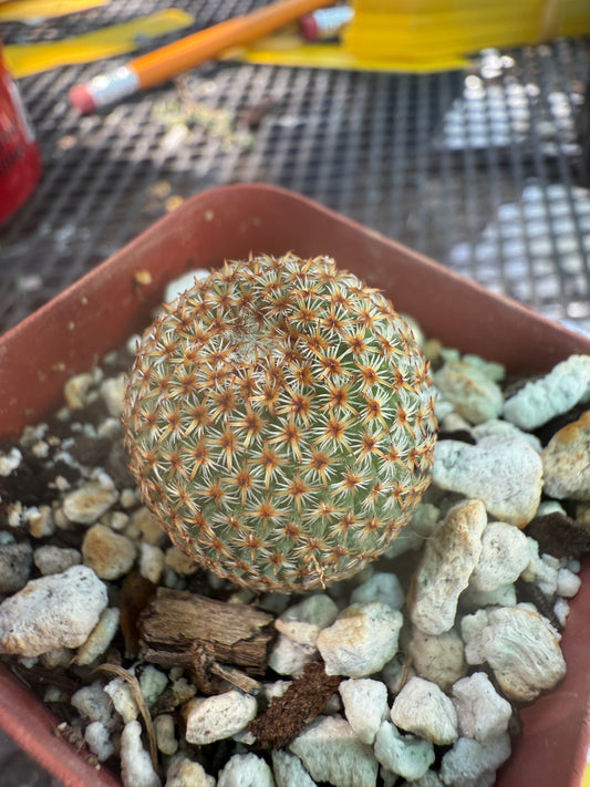 Mammillaria crucigera rare cactus 563