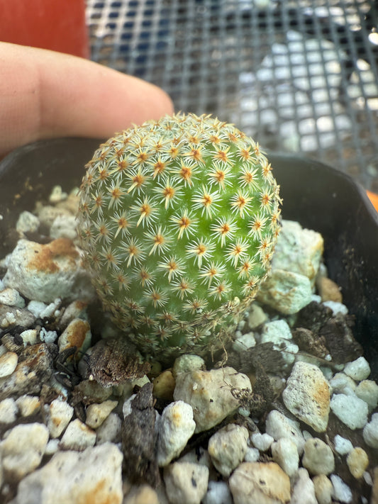 Mammillaria crucigera rare cactus 1658