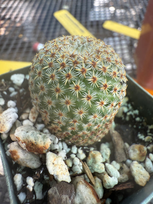 Mammillaria crucigera rare cactus 979