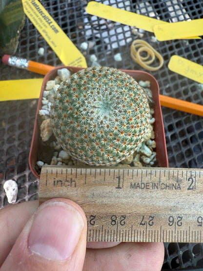 Mammillaria crucigera rare cactus nice size 1786
