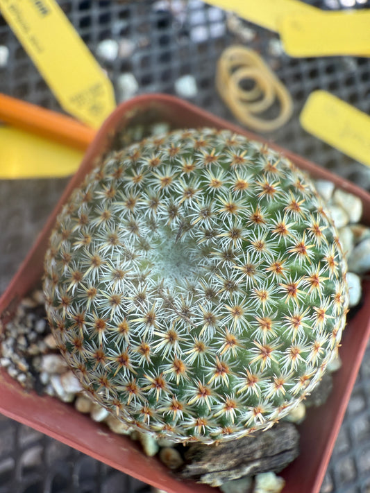 Mammillaria crucigera rare cactus nice size 1786