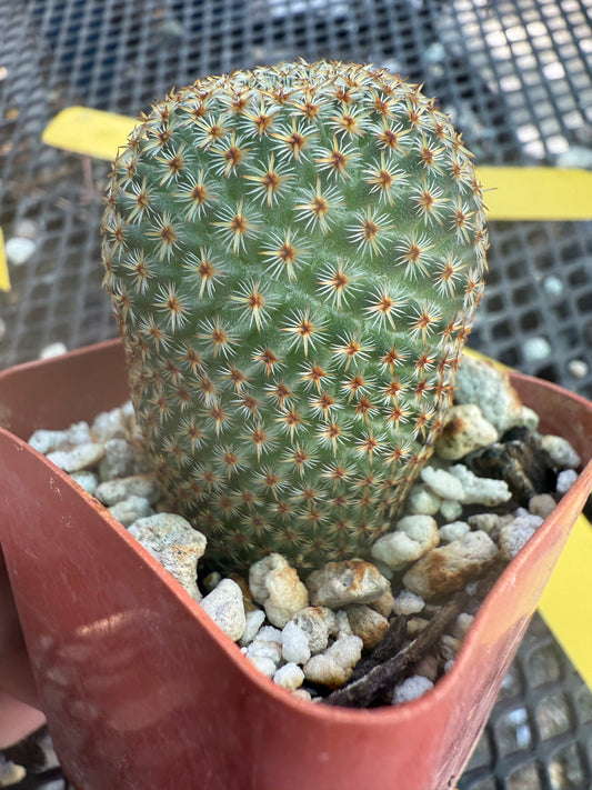 Mammillaria crucigera nice size rare cactus 306
