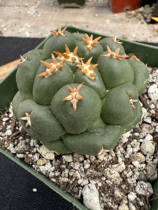 Coryphantha Elephantidens cv titan 0203
