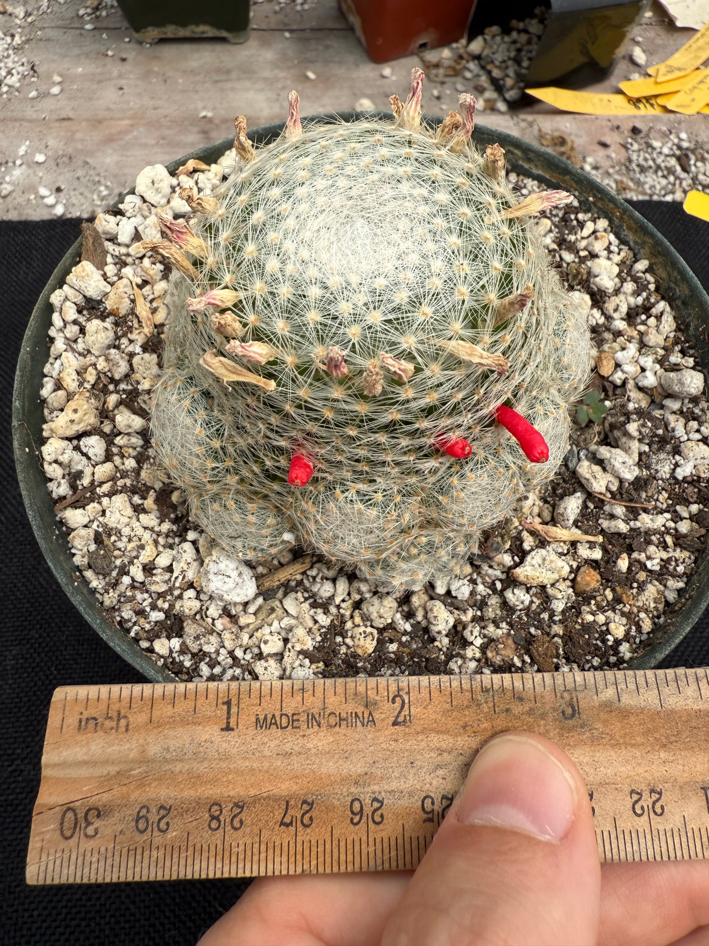 Mammillaria lenta large plant lots of pups 1730