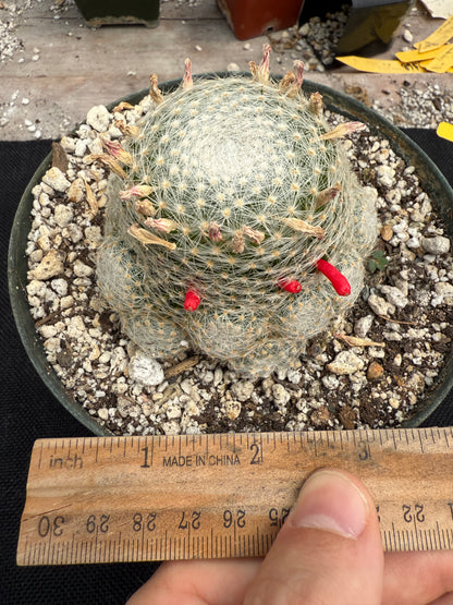 Mammillaria lenta large plant lots of pups 1730