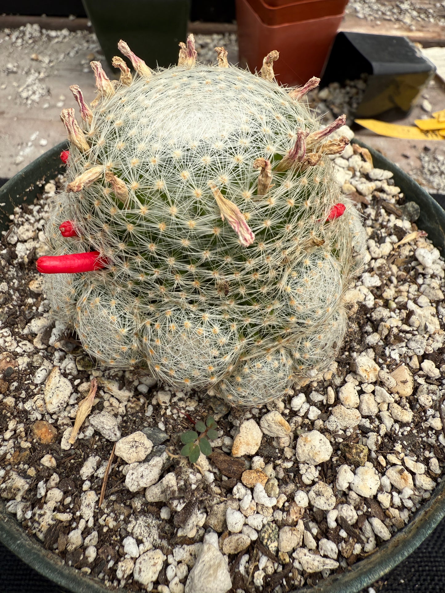 Mammillaria lenta large plant lots of pups 1730