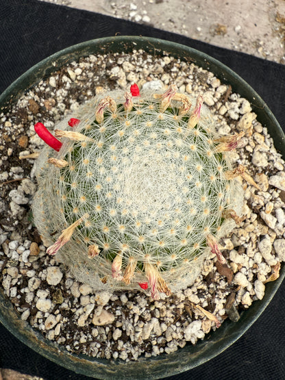 Mammillaria lenta large plant lots of pups 1730