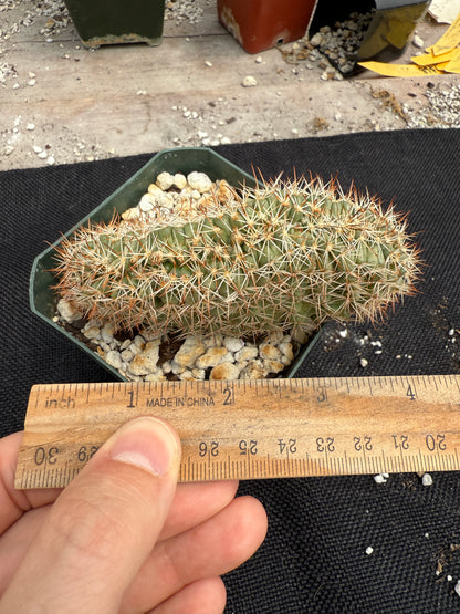 Mammillaria schumanni crest rare plant 1415