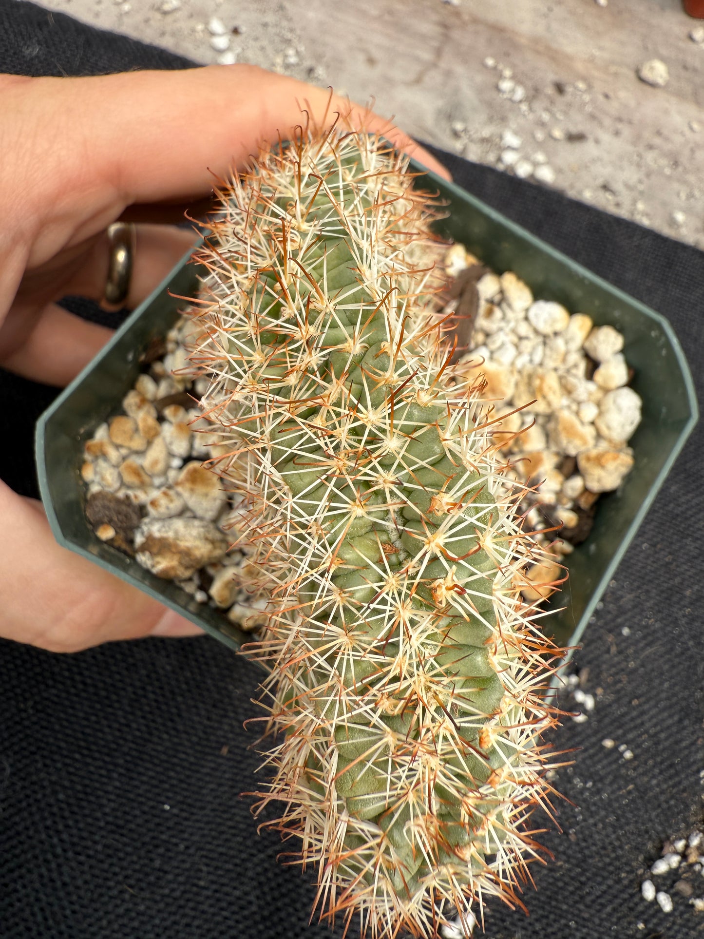 Mammillaria schumanni crest rare plant 1415