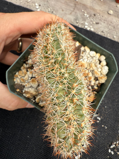 Mammillaria schumanni crest rare plant 1415