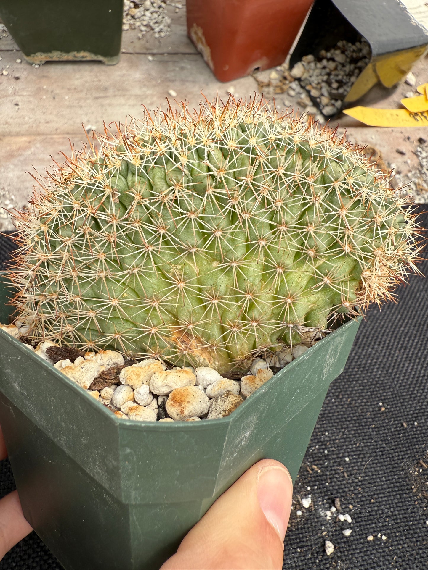 Mammillaria schumanni crest rare plant 1415