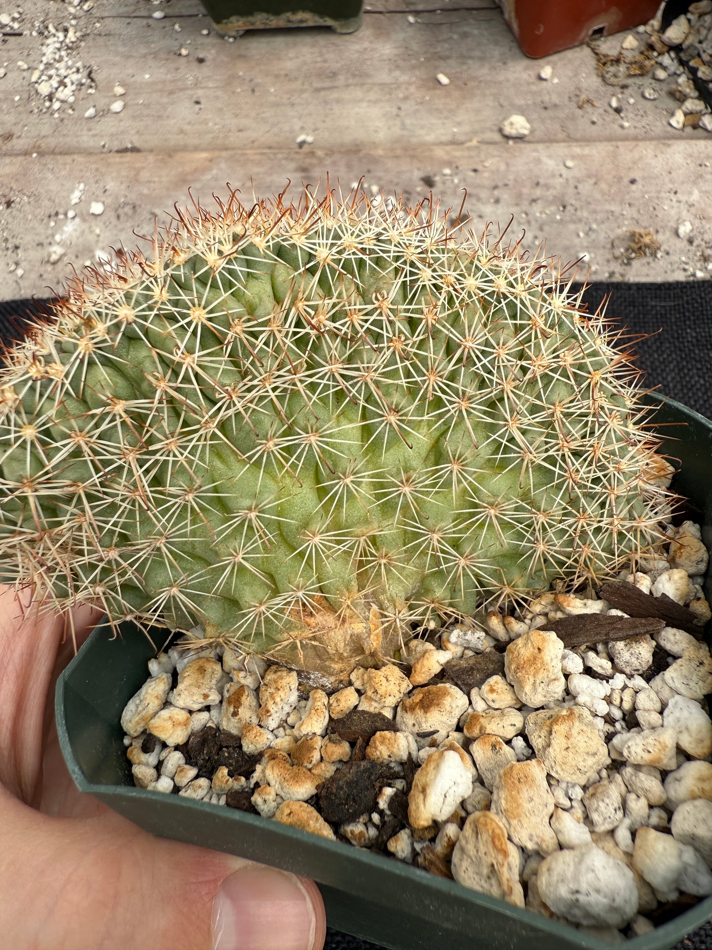 Mammillaria schumanni crest rare plant 1415