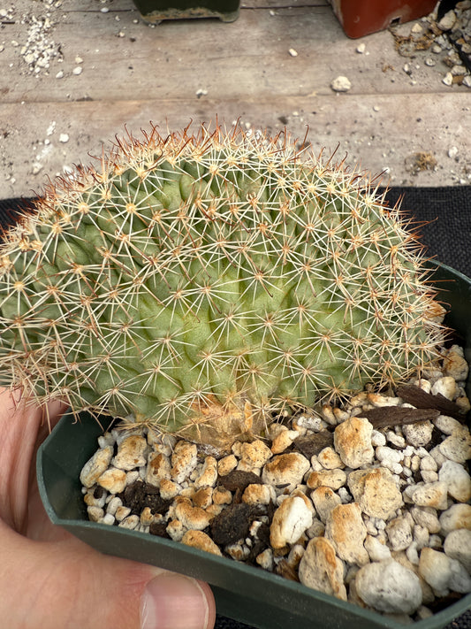 Mammillaria schumanni crest rare plant 1415