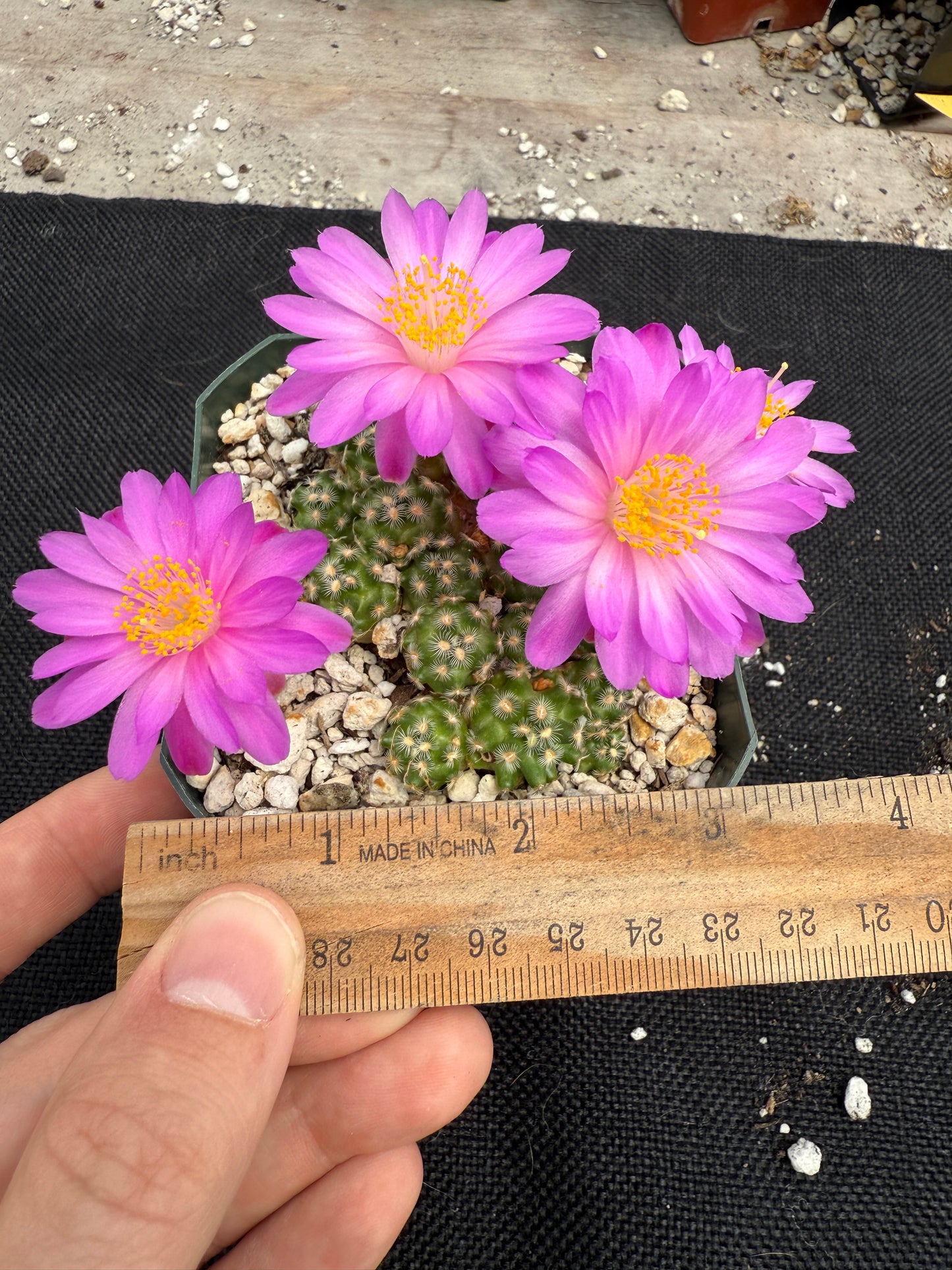 Mammillaria saboae v haudeana rare miniature cactus 1777