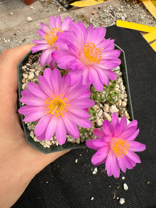 Mammillaria saboae v haudeana rare miniature cactus 1777