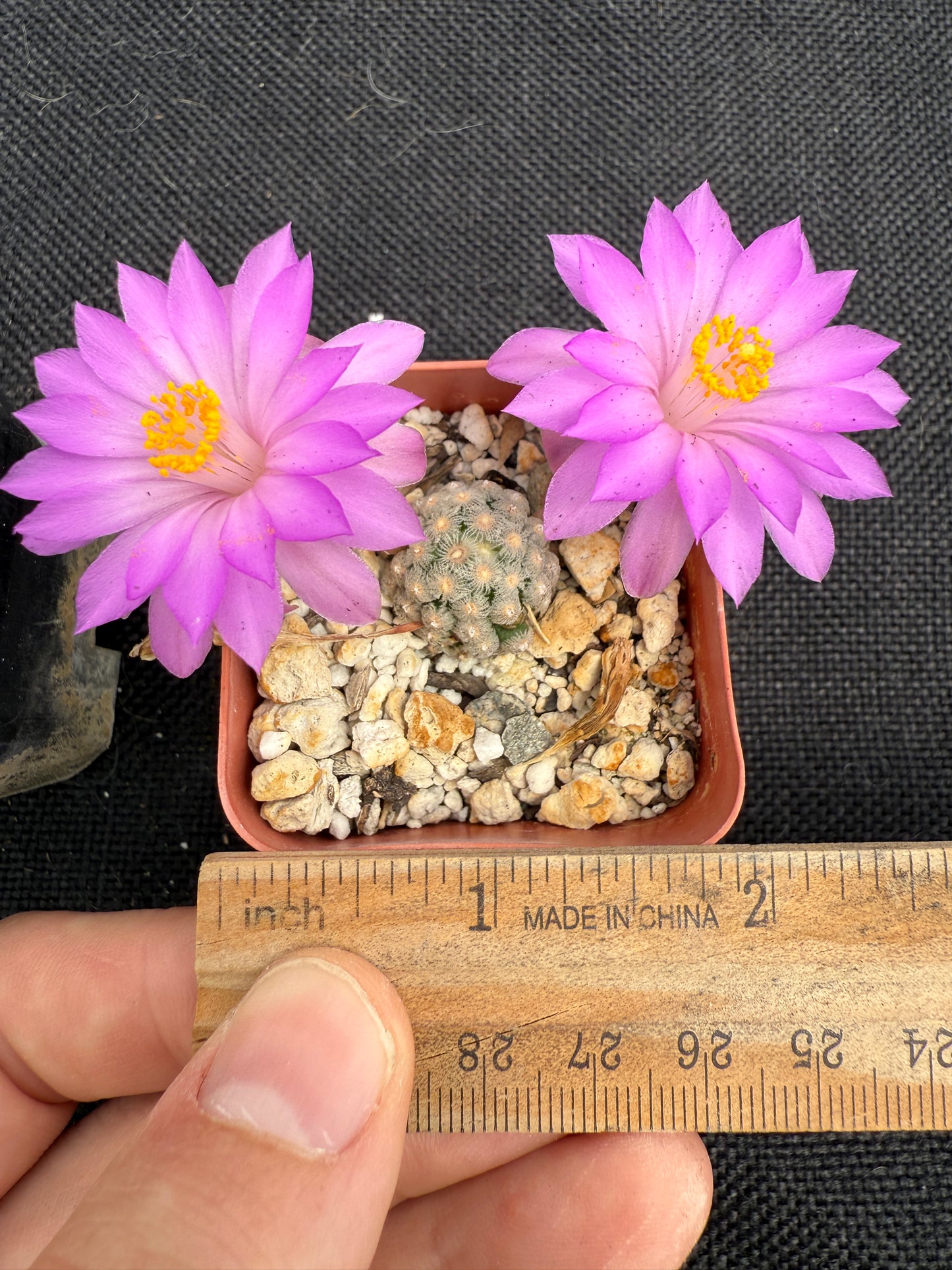 Mammillaria theresae rare plant 1807