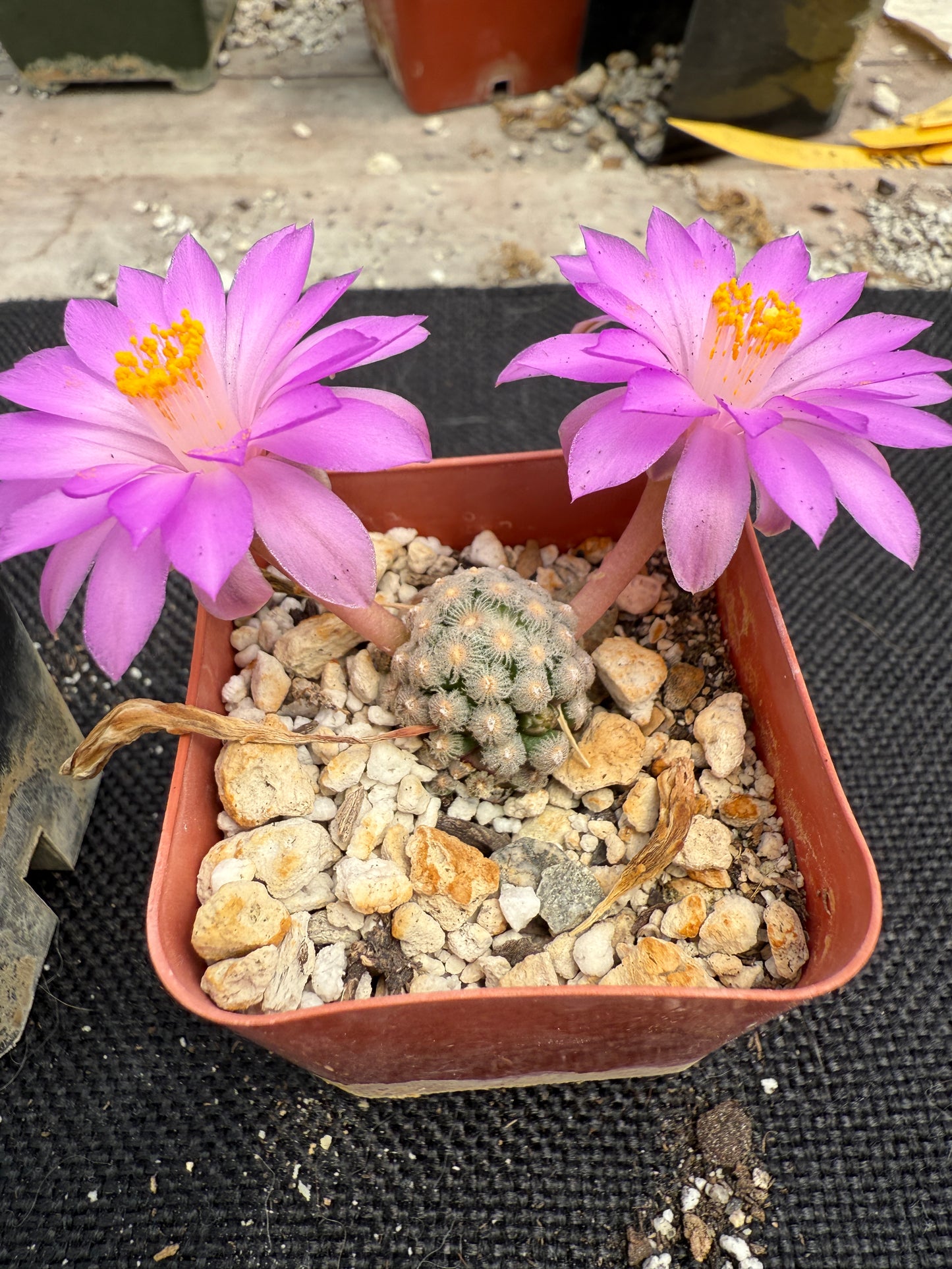 Mammillaria theresae rare plant 1807