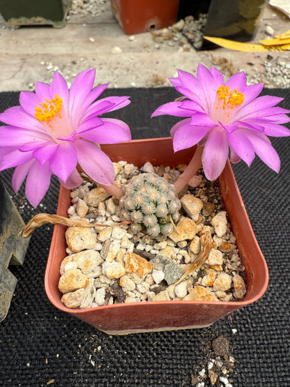 Mammillaria theresae rare plant 1807