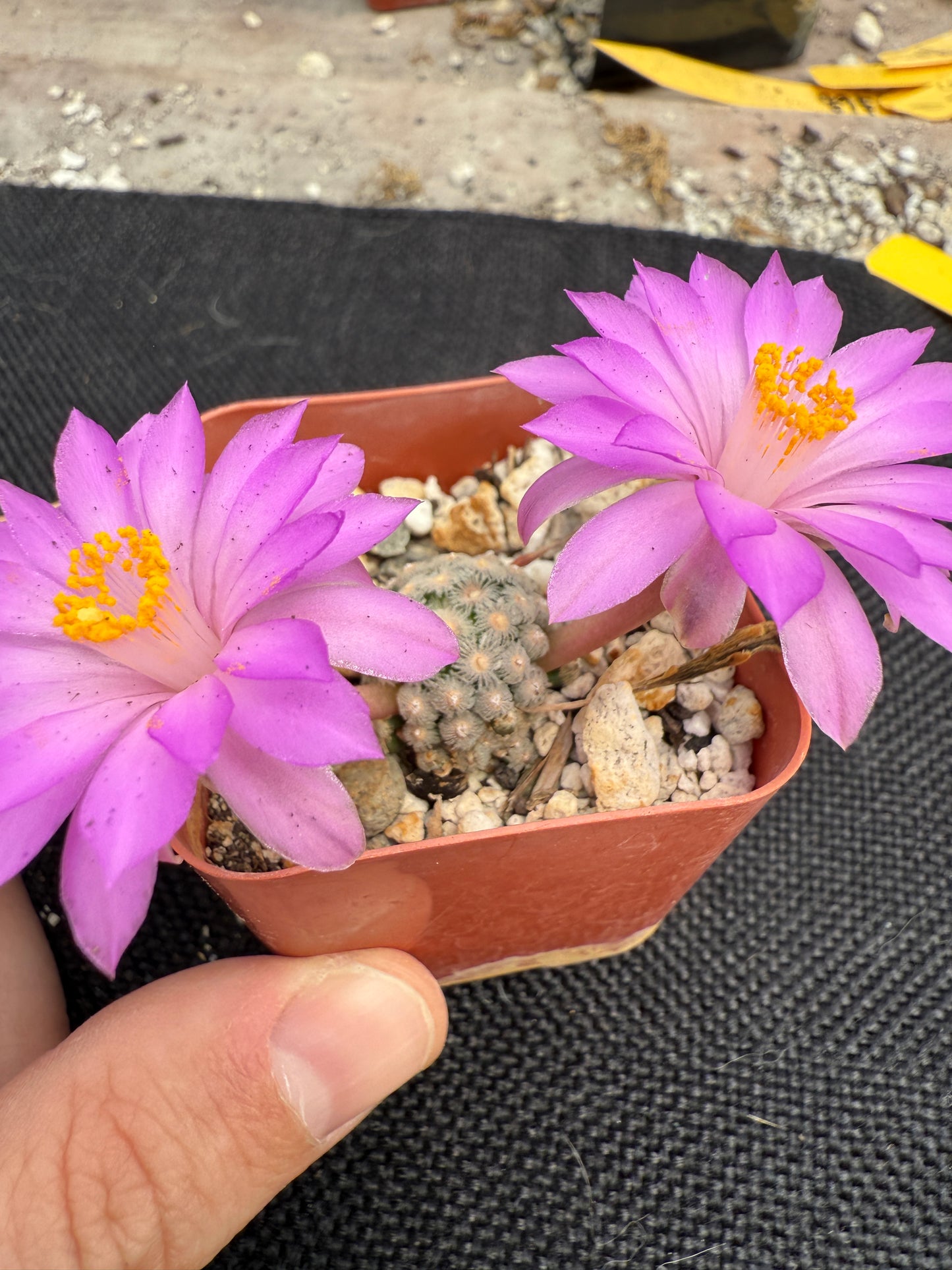 Mammillaria theresae rare plant 1807