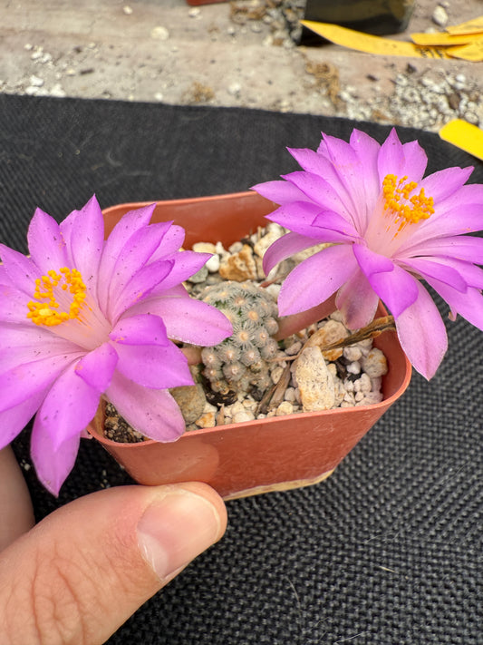Mammillaria theresae rare plant 1807