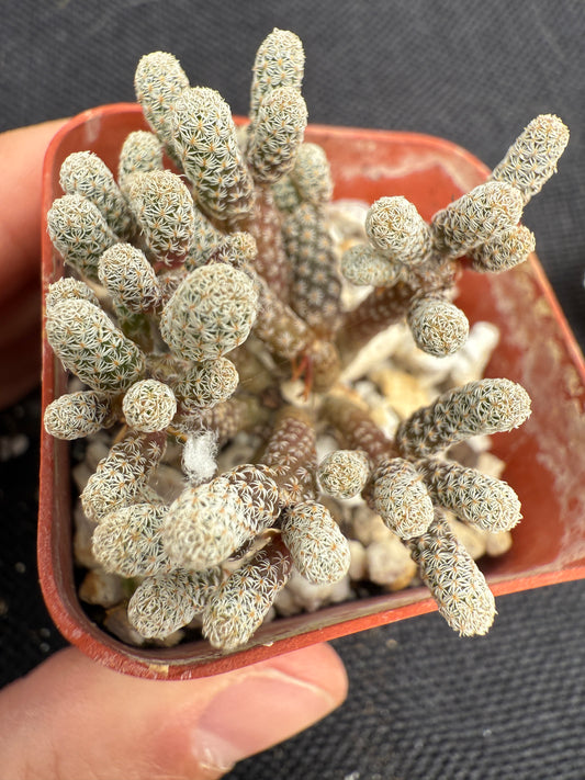 Turbinicarpus minima rare miniature plant 178