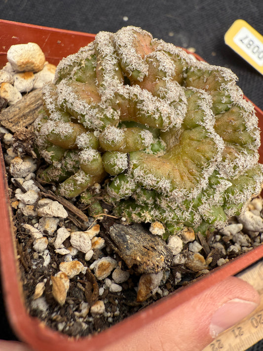 Turbinicarpus lophophoroides crest rare plant 87