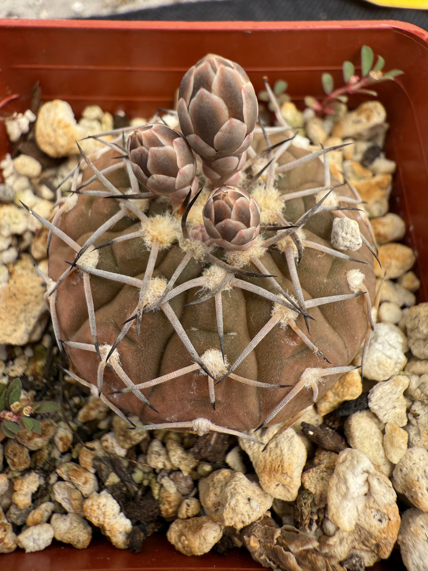 Gymnocalycium asterium rare gymno 1848