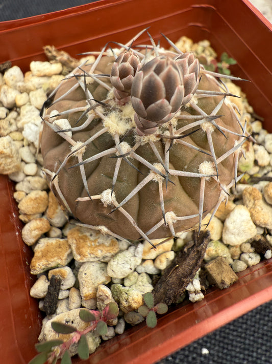 Gymnocalycium asterium rare gymno 1848