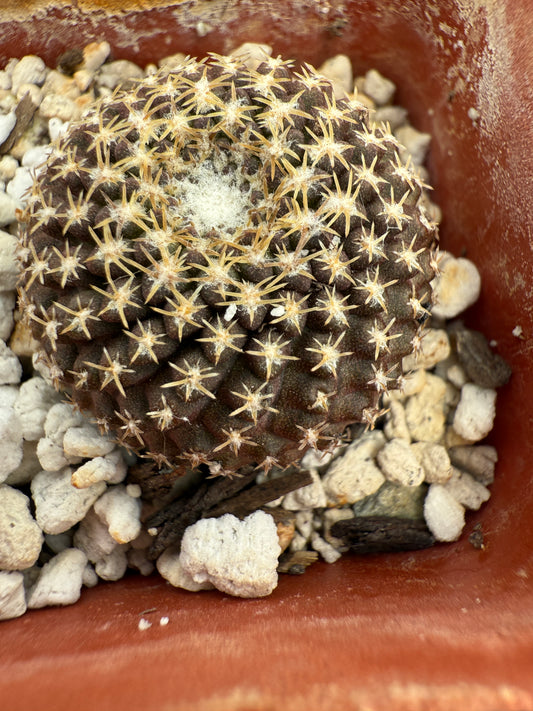 Neoporteria odieri rare plant 1700