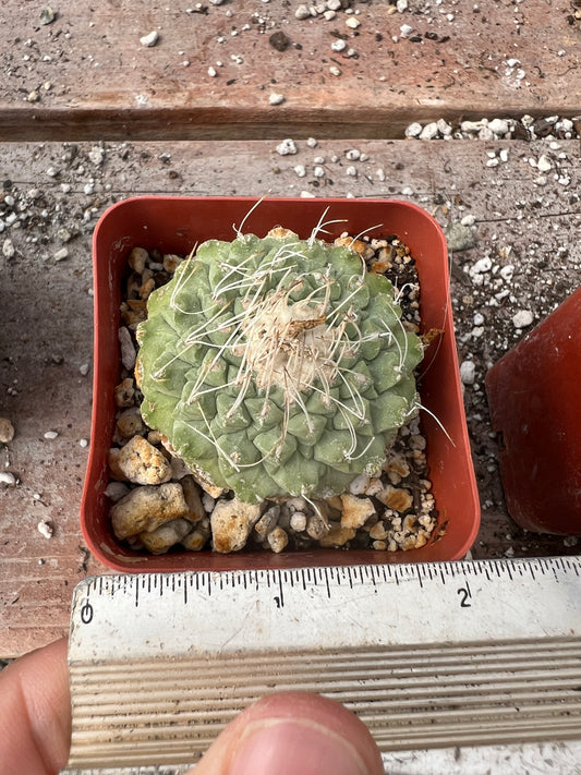 Strombocactus disciformis cactus in 2 inch pot large