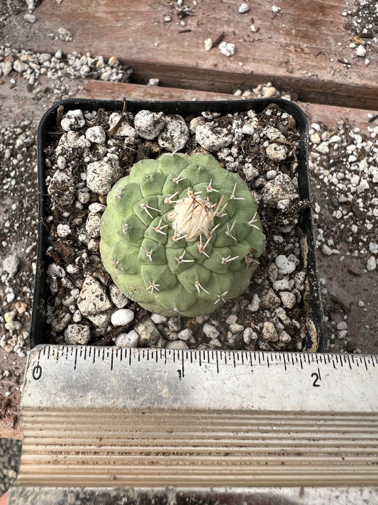 Strombocactus disciformis cactus in 2 inch pot