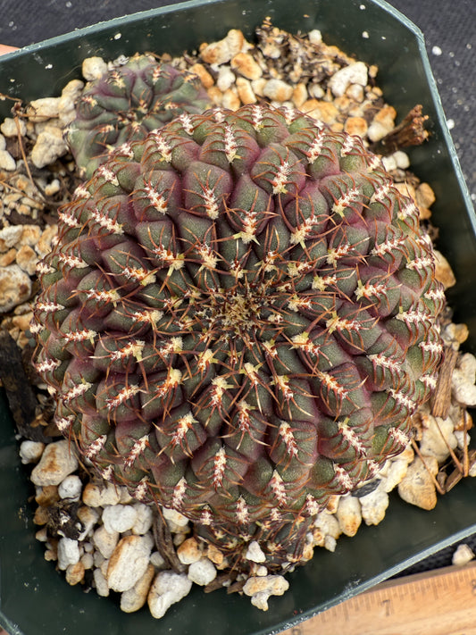 Sulcorebutia Heinzii rare cactus 192